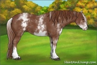 Horse Color:White Spotted Chestnut Sabino