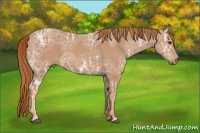 Horse Color:Chestnut Ice 