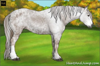 Horse Color:Gray Chestnut Ice