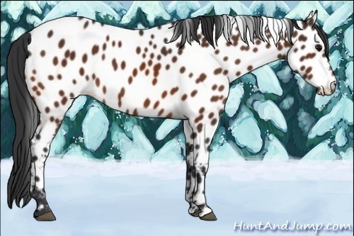 Horse Color:Bay Appaloosa 
