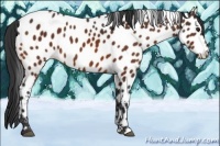 Horse Color:Bay Appaloosa 