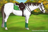 Horse Color:Liver Chestnut Splash Appaloosa 