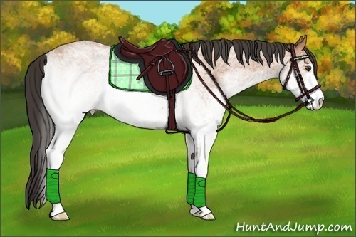 Horse Color:White Spotted Buckskin Roan 