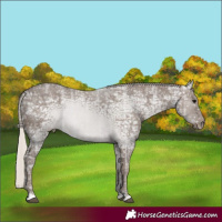 Horse Color:Silver Black Ice 