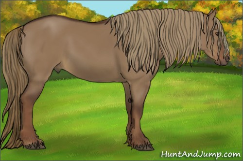 Horse Color:Liver Red Dun 