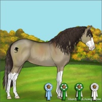 Horse Color:Liver Red Dun Splash 