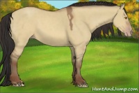 Horse Color:Sable Champagne Dun 