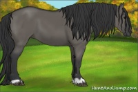 Horse Color:Grullo