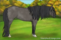 Horse Color:Grullo
