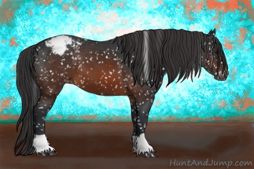 Horse Color:Brown Appaloosa 