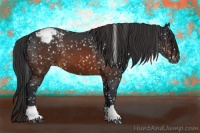 Horse Color:Brown Appaloosa