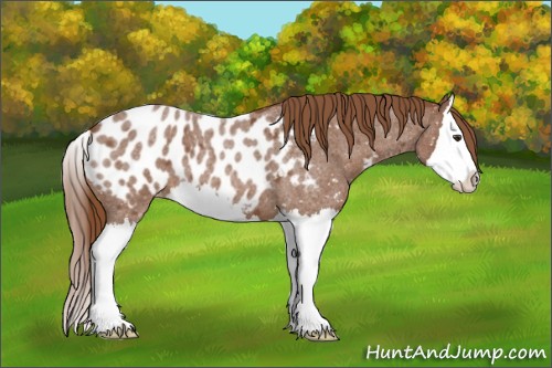 Horse Color:Red Roan Splash Appaloosa 