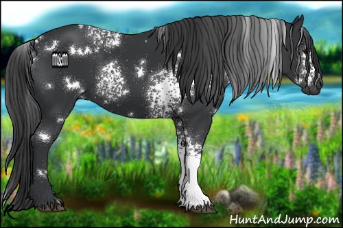 Horse Color:White Spotted Black