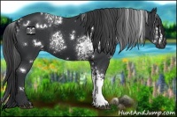 Horse Color:White Spotted Black 