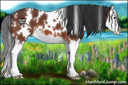 Horse Color:White Spotted Bay Splash