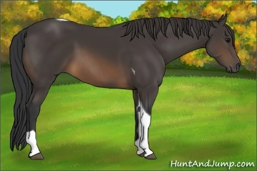 Horse Color:Buckskin Tobiano