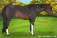 Horse Color:Buckskin Tobiano 