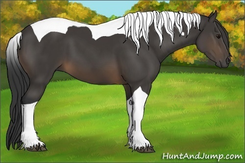 Horse Color:Buckskin Tobiano 