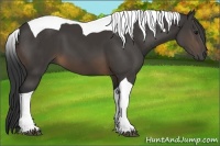 Horse Color:Buckskin Tobiano