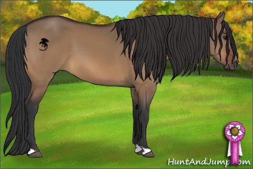 Horse Color:Bay Dun
