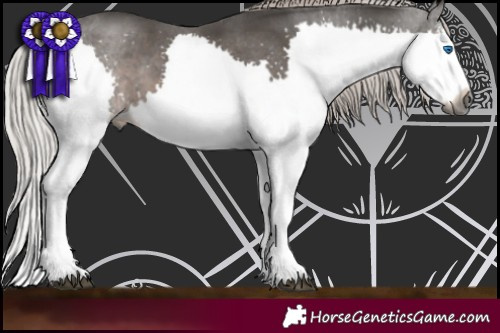 Horse Color:Gray White Spotted Silver Black Splash
