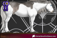 Horse Color:Gray White Spotted Silver Black Splash 