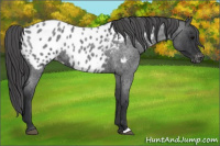 Horse Color:Blue Roan Appaloosa 