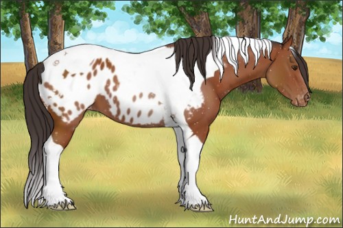 Horse Color:Bay Tobiano Appaloosa 