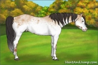Horse Color:White Spotted Bay Dun Splash 