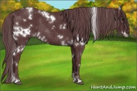 Horse Color:White Spotted Chocolate Black Chinchilla
