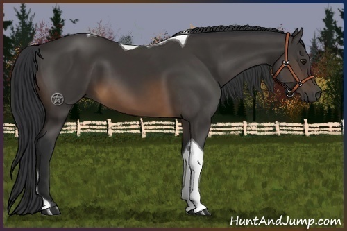 Horse Color:Buckskin Tobiano