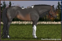 Horse Color:Buckskin Tobiano
