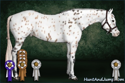 Horse Color:Bay Roan Dun Leopard  and Gold Champagne Splash Leopard 