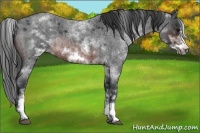 Horse Color:White Spotted Brown Roan Frame 