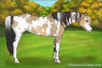 Horse Color:White Spotted Buckskin Dun Sabino 