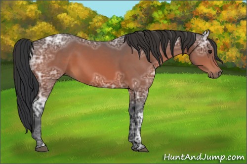 Horse Color:Bay Ice 