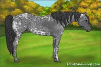 Horse Color:Black Ice 