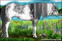 Horse Color:White Spotted Brown Roan Frame 