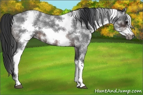 Horse Color:White Spotted Brown Roan Frame