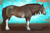 Horse Color:White Spotted Liver Chestnut 