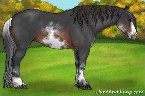 Horse Color:White Spotted Brown Roan Frame 