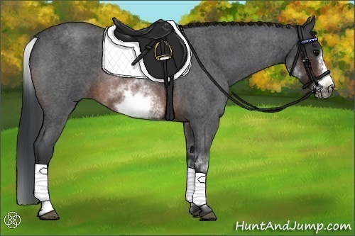 Horse Color:White Spotted Brown Roan Frame