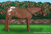 Horse Color:Chestnut Blanket 