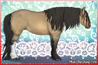 Horse Color:Buckskin Dun