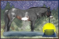 Horse Color:White Spotted Brown Roan Frame 