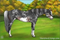 Horse Color:White Spotted Brown Roan Frame 