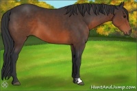 Horse Color:Brown 