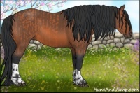 Horse Color:Bay and Bay