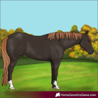 Horse Color:Liver Chestnut 