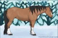 Horse Color:Unknown 